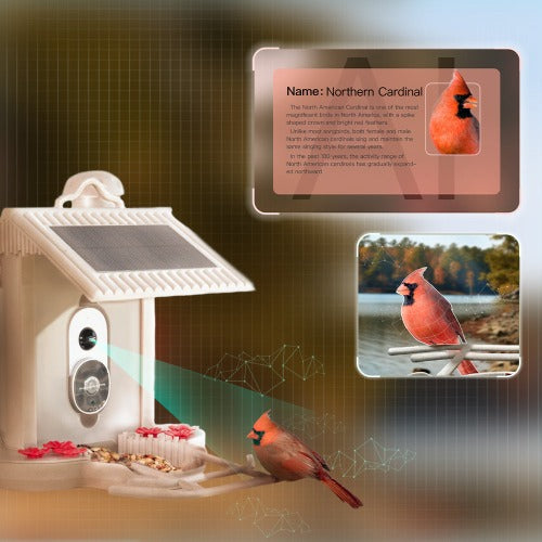 Hangable Smart Bird Feeder with AI Recognition Solar Powered